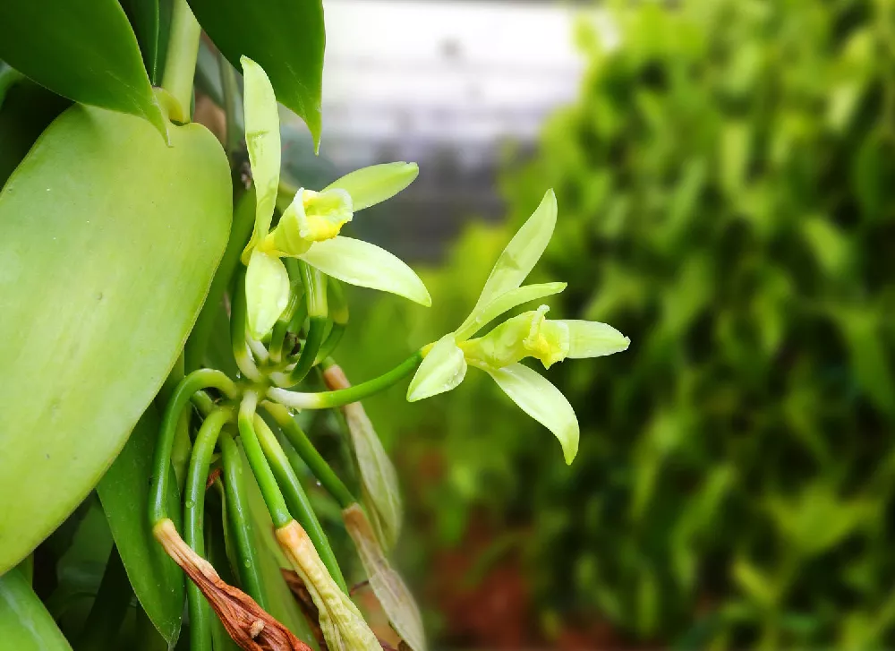 Featured image for Vanilla Bean Plant for Sale Grow Your Own